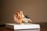 Hearables: Technology That Empowers Hearing